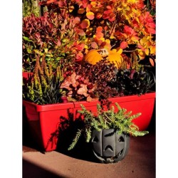Lot 2 jardinieres - RIVIERA EVA - Plastique - Dimensions unitaire : 57 x 19.5...