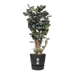 ELHO Pot de fleurs rond Greenville 40 - Extérieur - Ø 39 x H 36,8 cm - Vivre ...