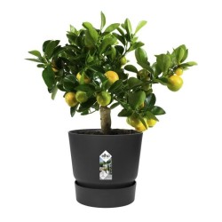 ELHO Pot de fleurs rond Greenville 25 - Extérieur - Ø 24,48 x H 23,31 cm - Vi...
