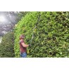 RYOBI Taille-haies sur perche 36V - lames 50 cm - écartement 22 mm - longueur...