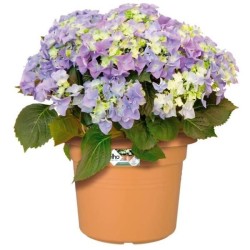 ELHO Pot de fleurs Green Basics cilinder - Ø 43,8 x H 33,8cm - Terre cuite doux
